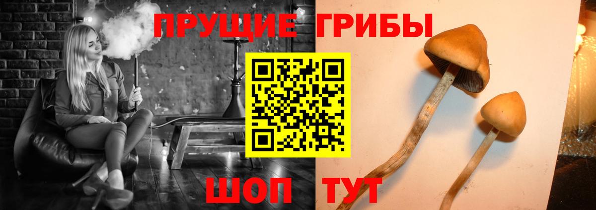 Псилоцибиновые грибы Cubensis  Псилоцибиновые грибы Psilocybine cubensis  Бугульма  Вход с VPN 